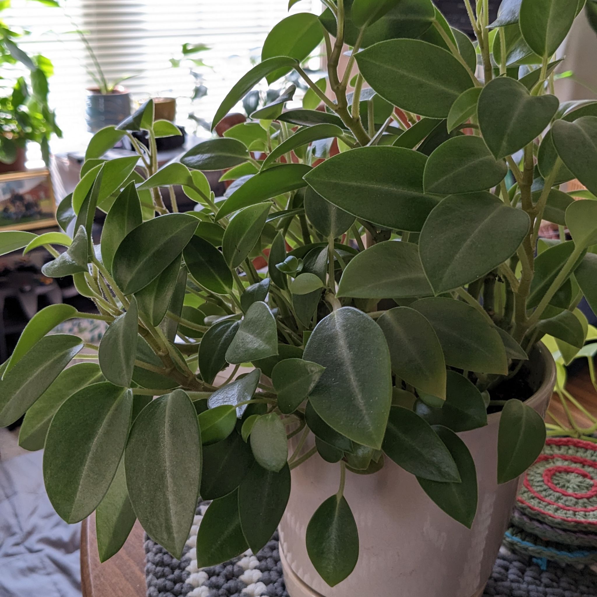 Healthy Teardrop Peperomia plant with vibrant green leaves in a white pot.