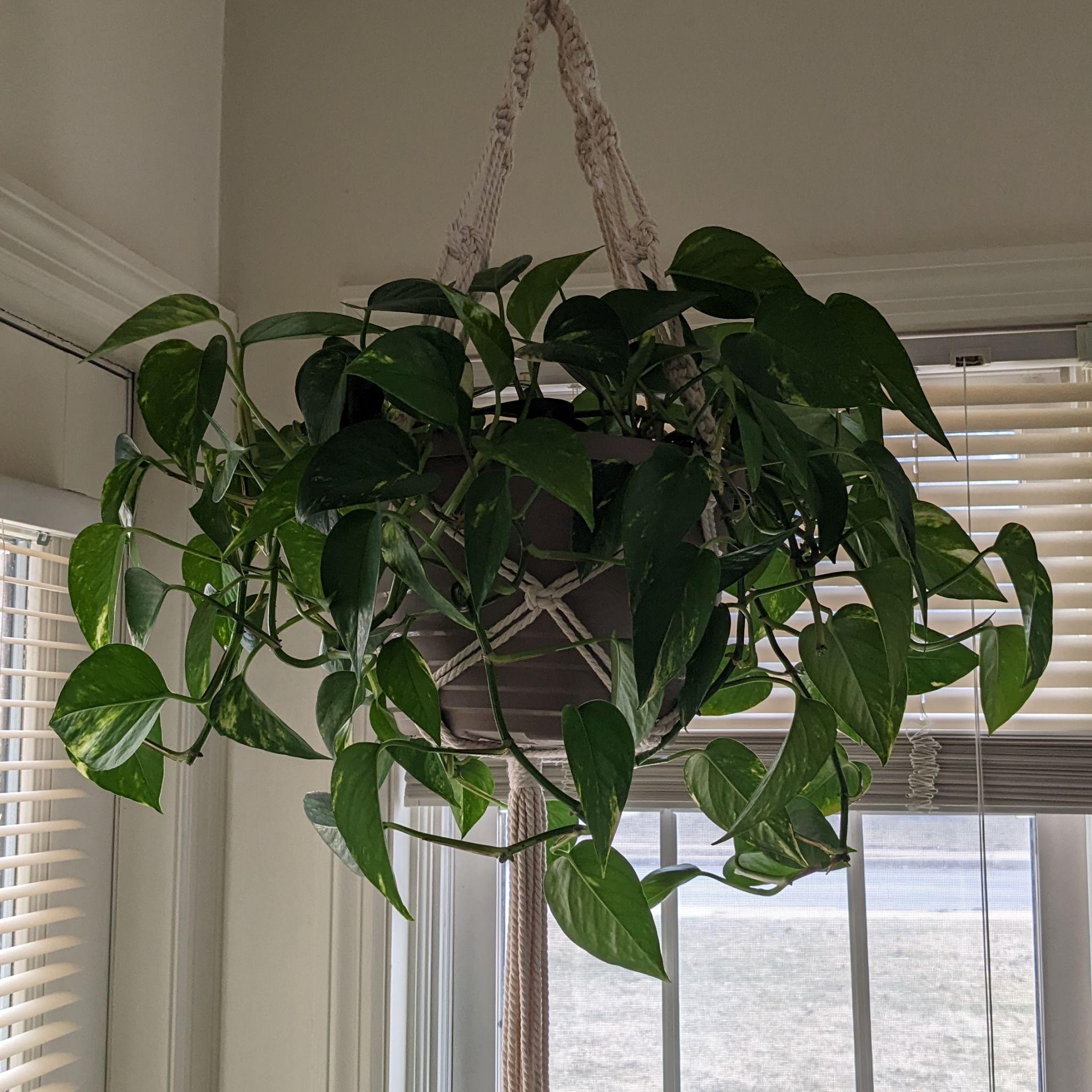 Taro Vine plant photo by @FinlayQuinn83 named The OG on Greg, the plant care app.