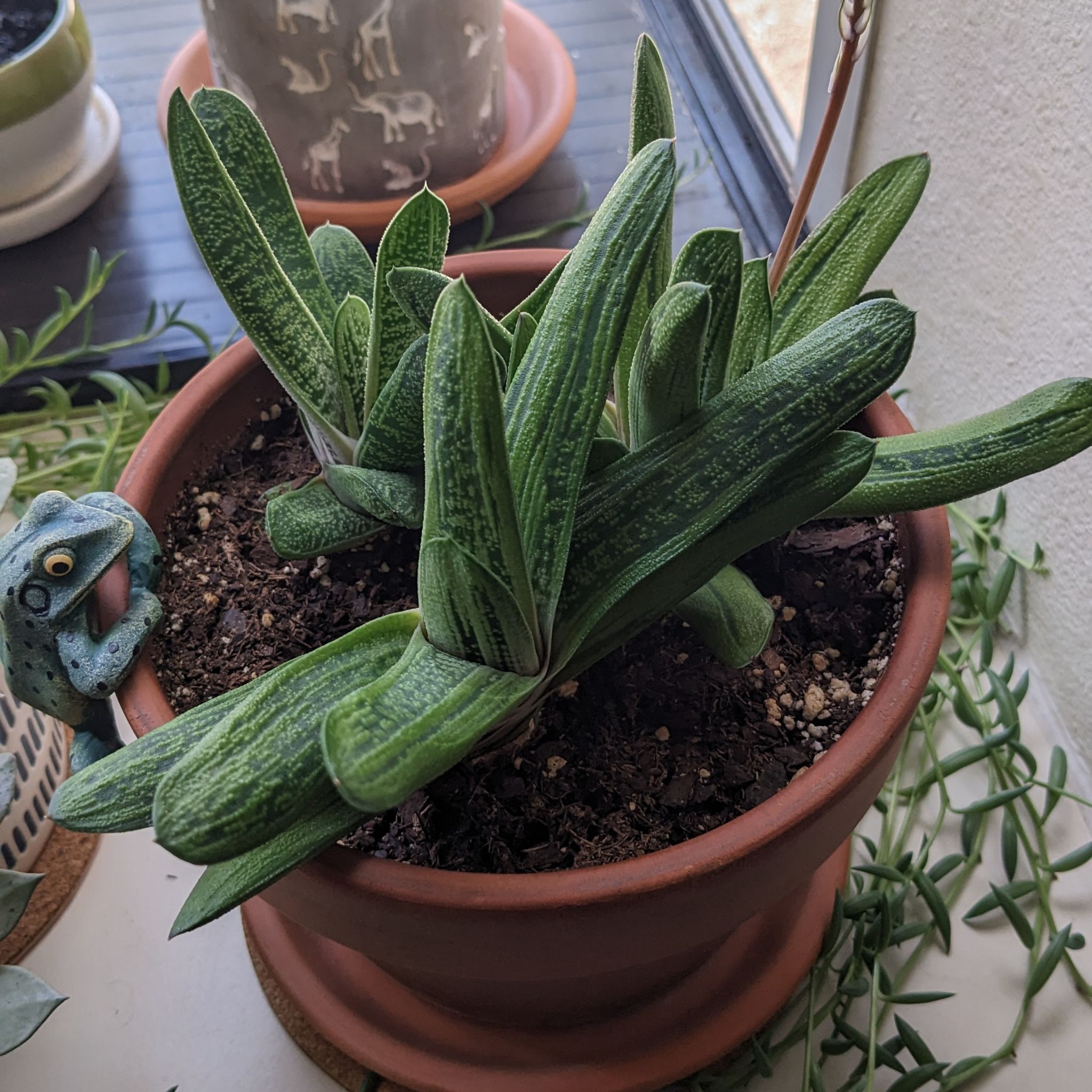 Gasteria 'Little Warty' plant in a terracotta pot with healthy green leaves.