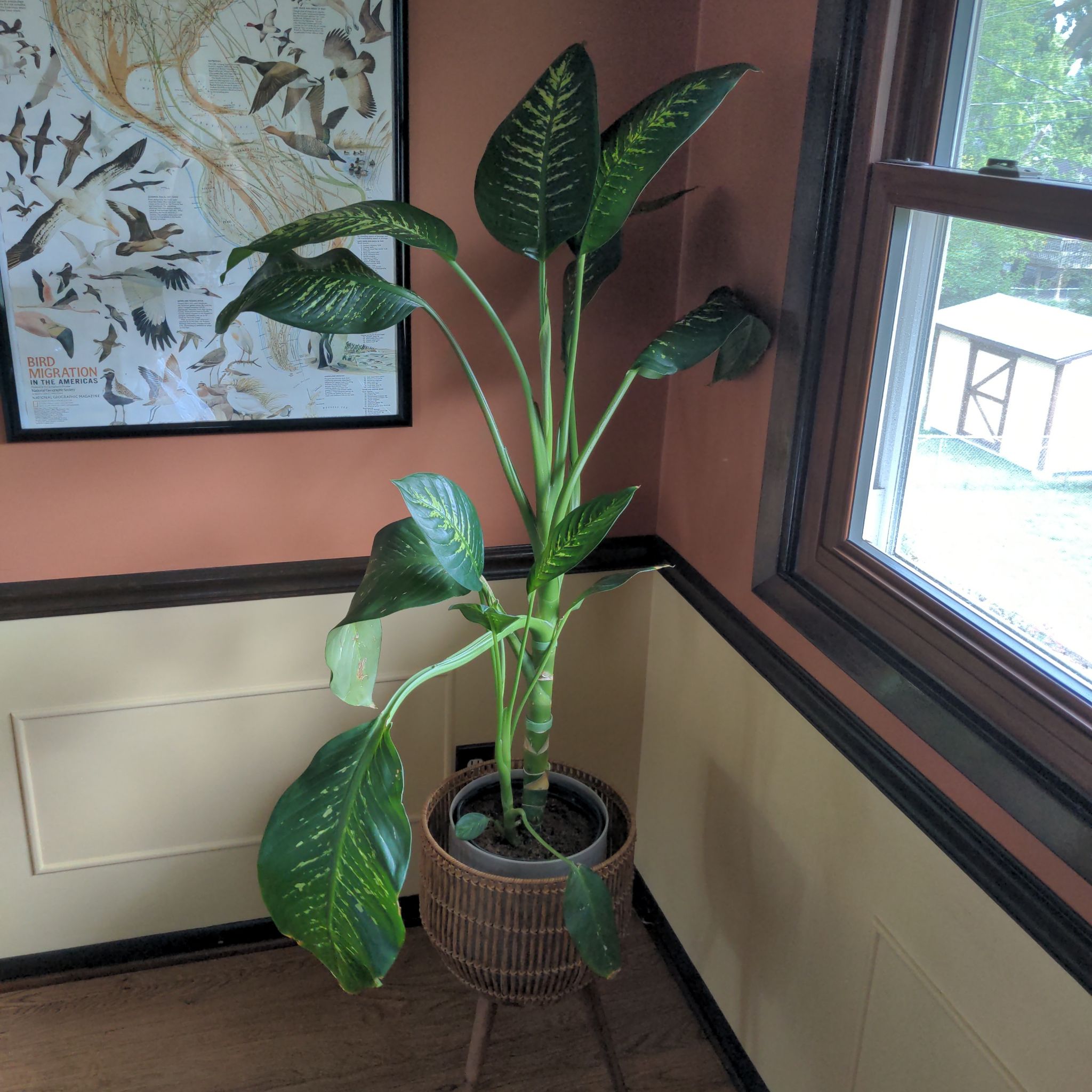 Potted Dumbcane Tropic Snow plant indoors near a window with large green leaves and white variegation.