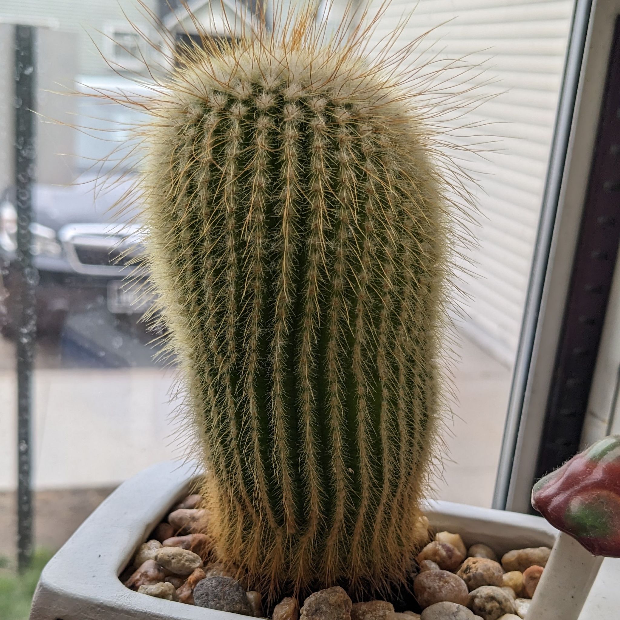 Photo of the plant species Parodia Leninghausii by @FinlayQuinn83 named Shooter on Greg, the plant care app