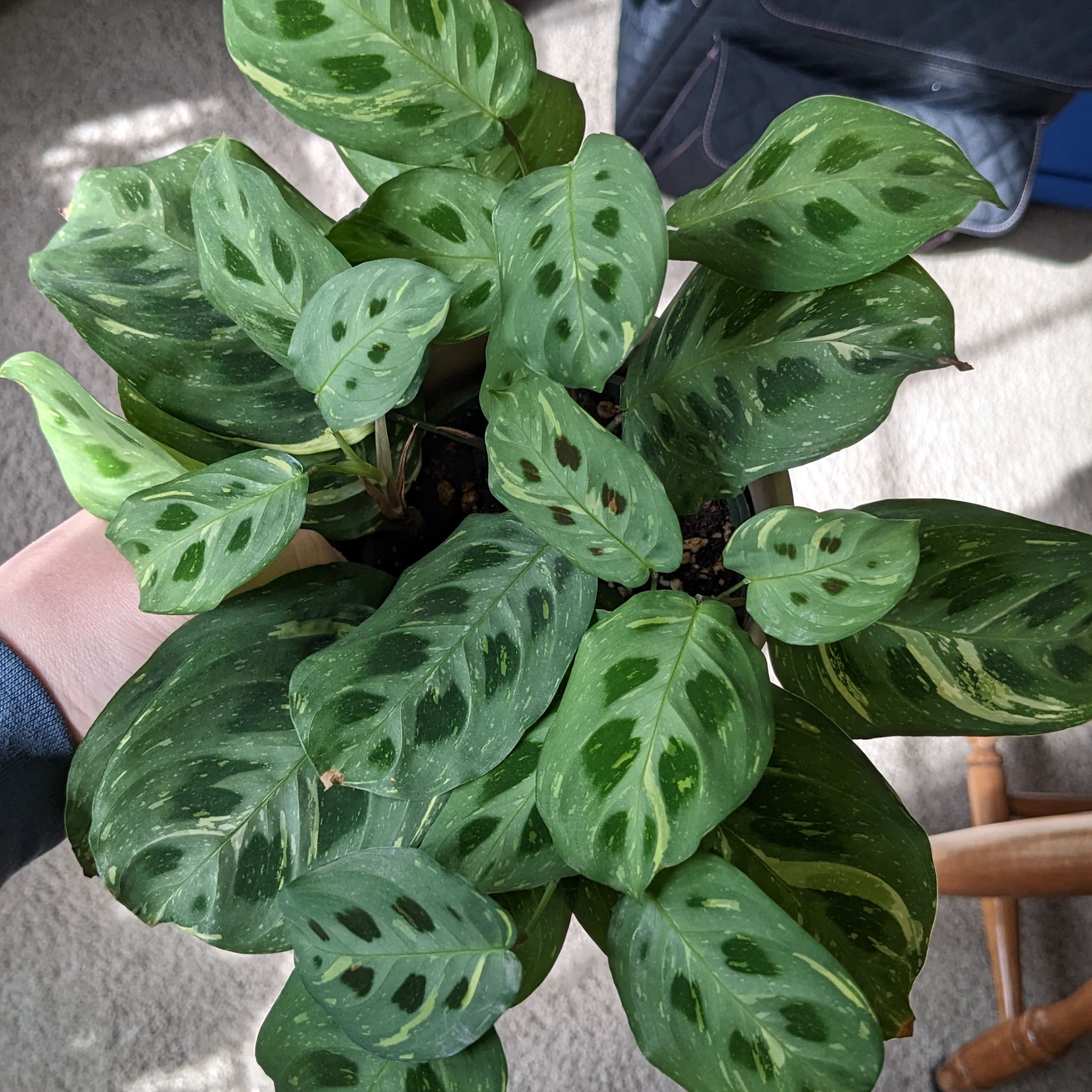 Astro