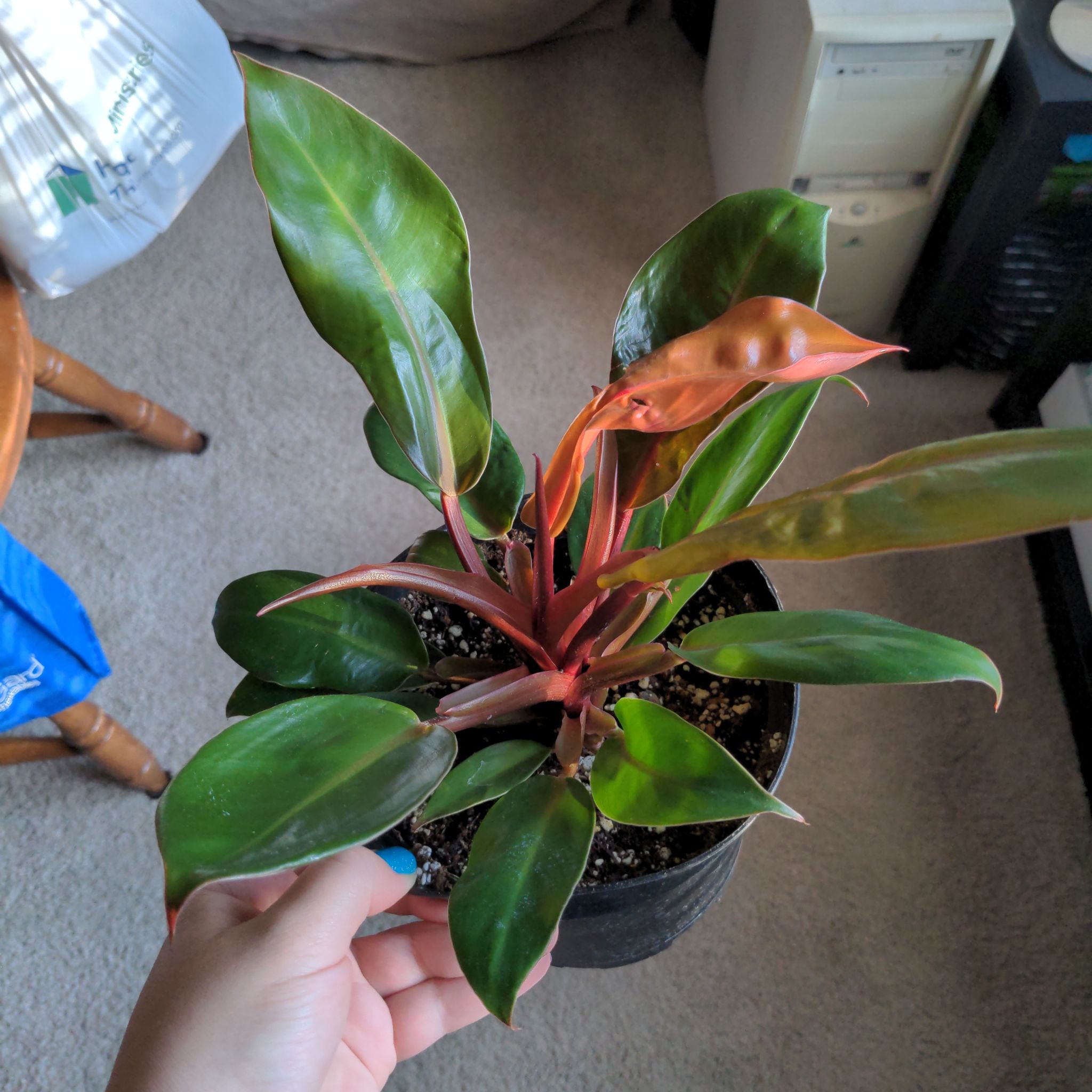 McColley's Finale plant with vibrant green and reddish leaves, held by a hand.