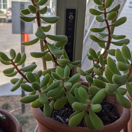Photo of the plant species Crassula Green Beans by Finlayquinn83 named Lilo on Greg, the plant care app