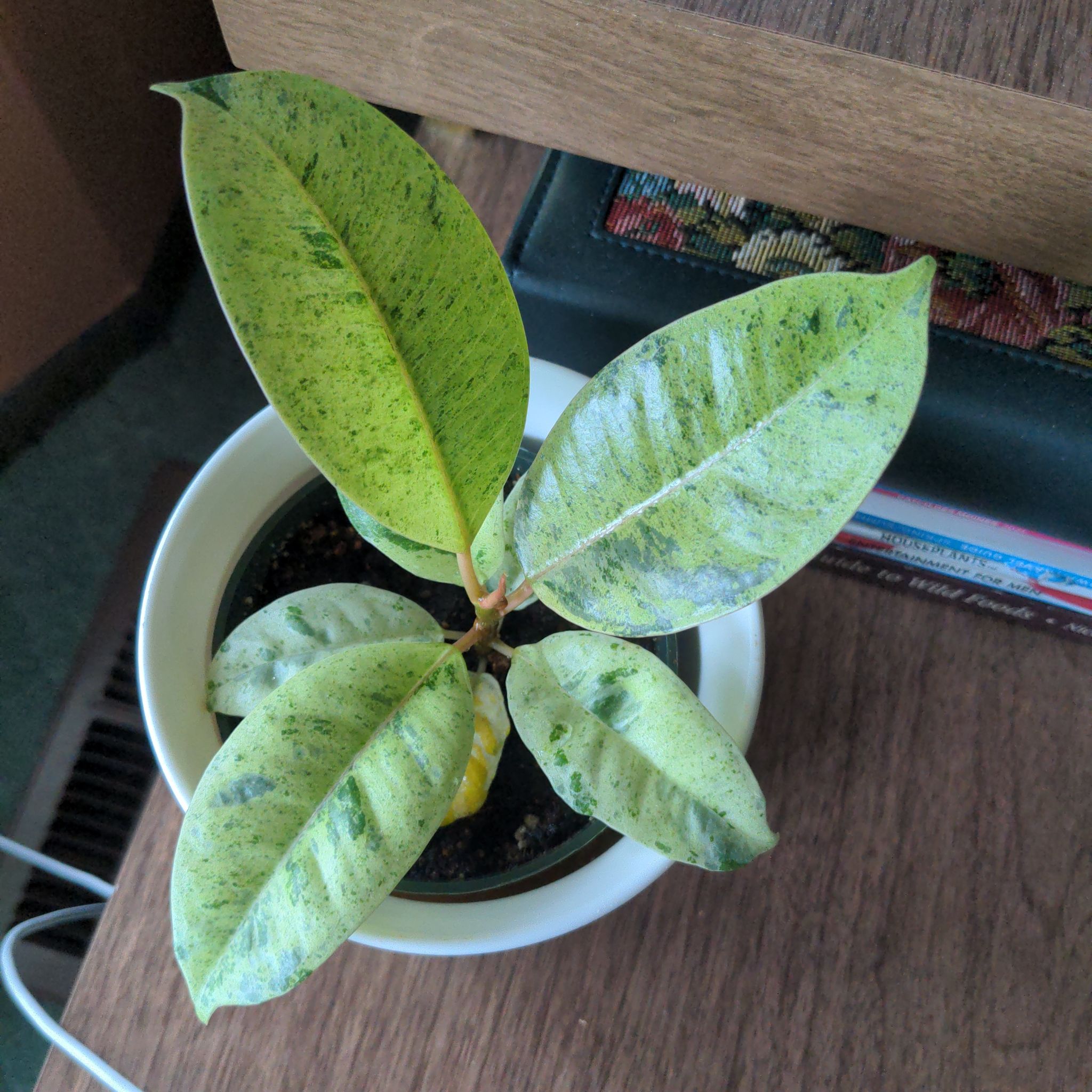 Ficus elastica 'Shivereana' plant with variegated leaves showing yellowing and browning, potted on a wooden surface.