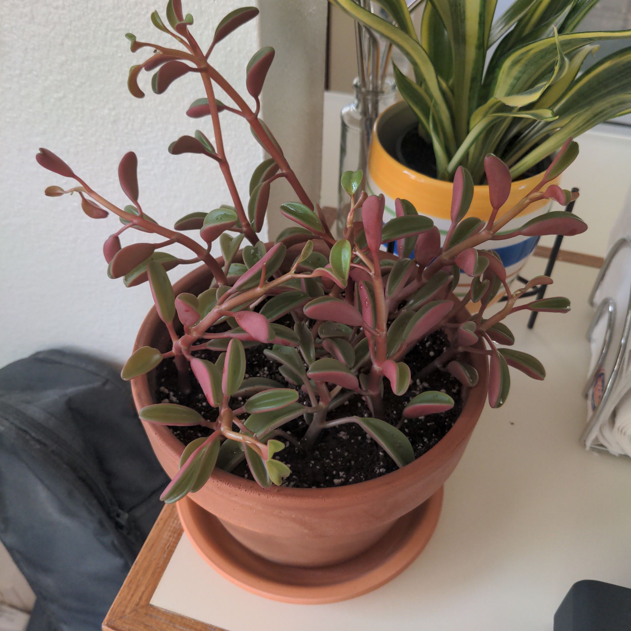 Peperomia graveolens 'Ruby Glow' plant photo by @FinlayQuinn83 named Ruby on Greg, the plant care app.