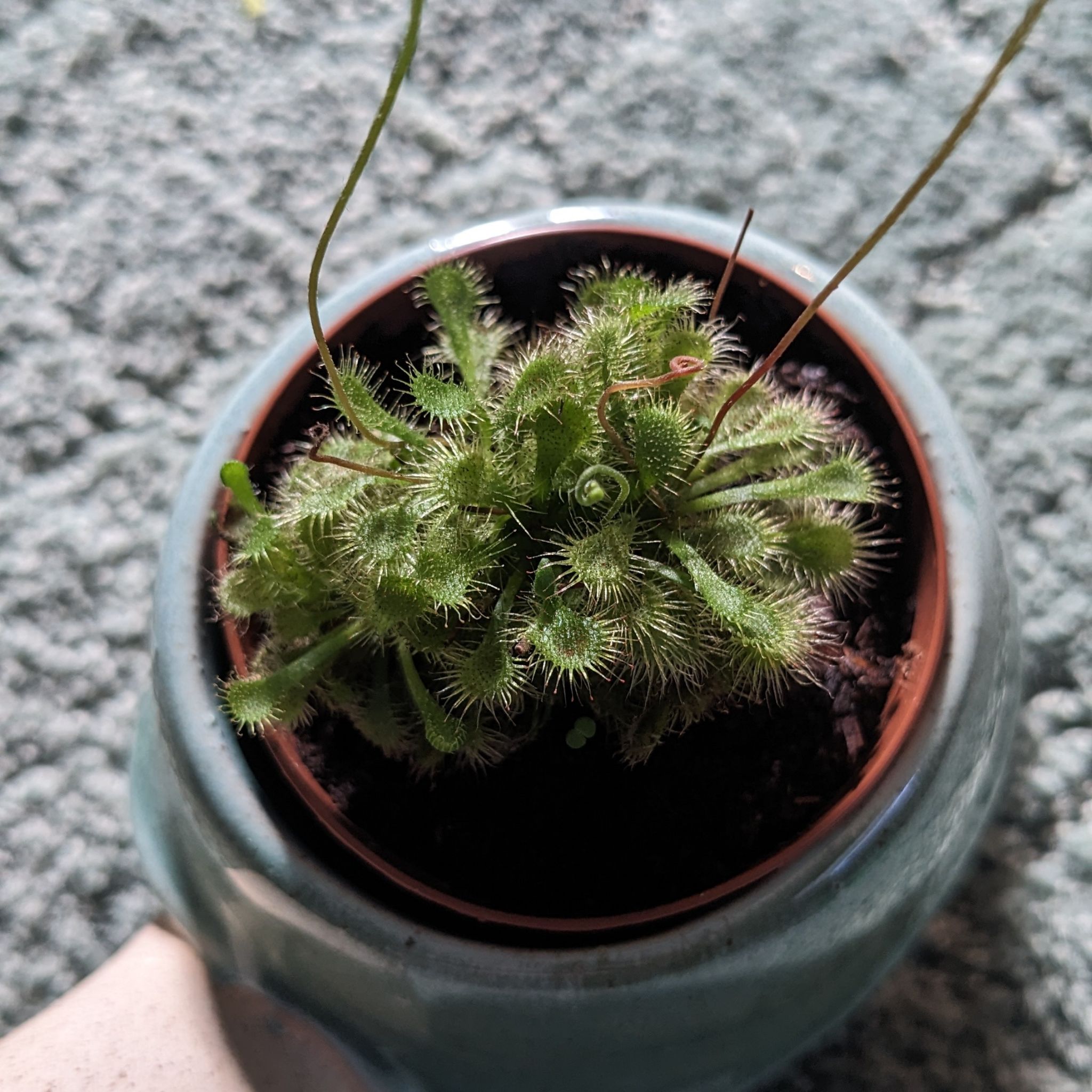 Spoon-Leaved Sundew plant in a pot with visible soil, healthy green leaves, and no visible flowers.