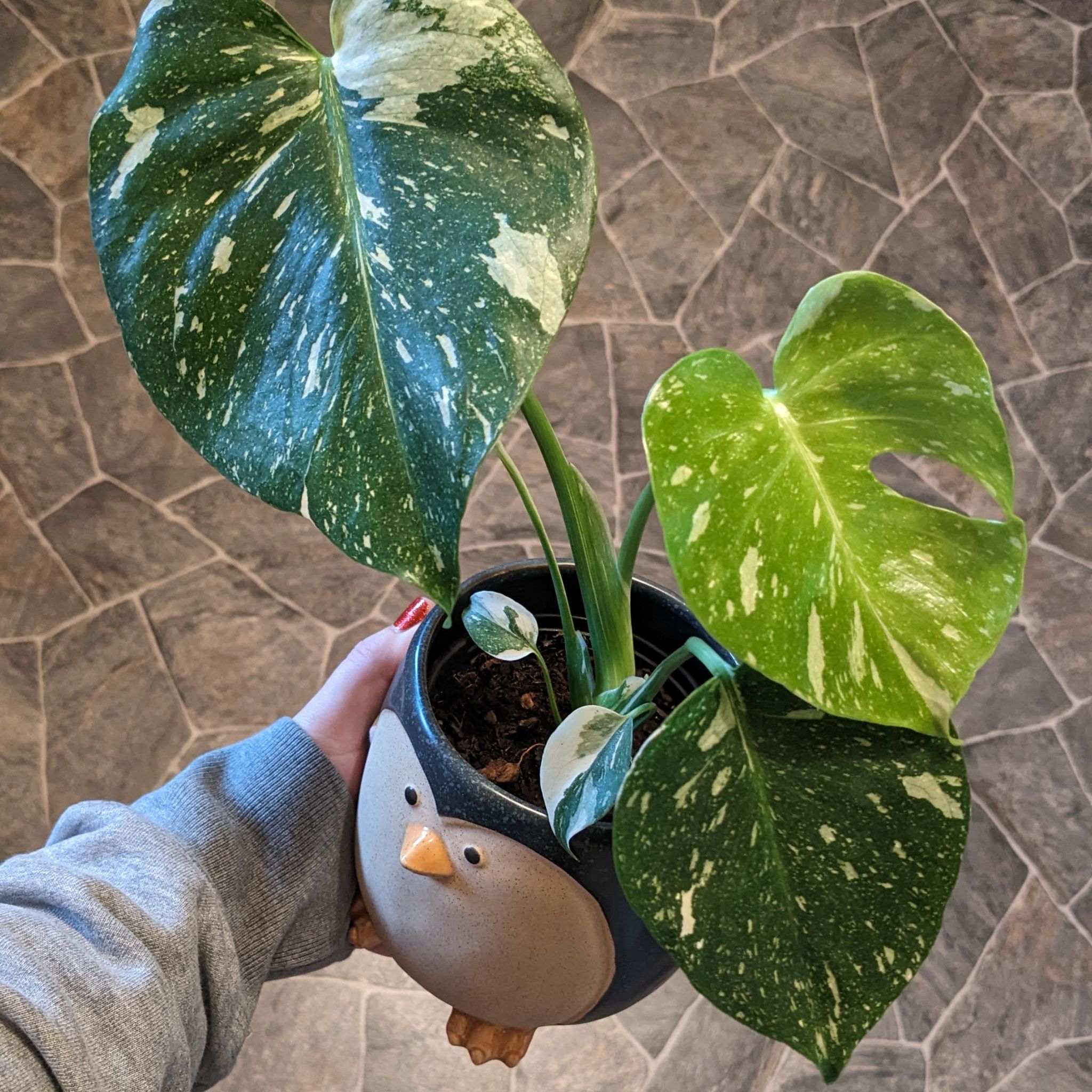 Thai Constellation Monstera plant with variegated leaves in a decorative pot, held by a hand.