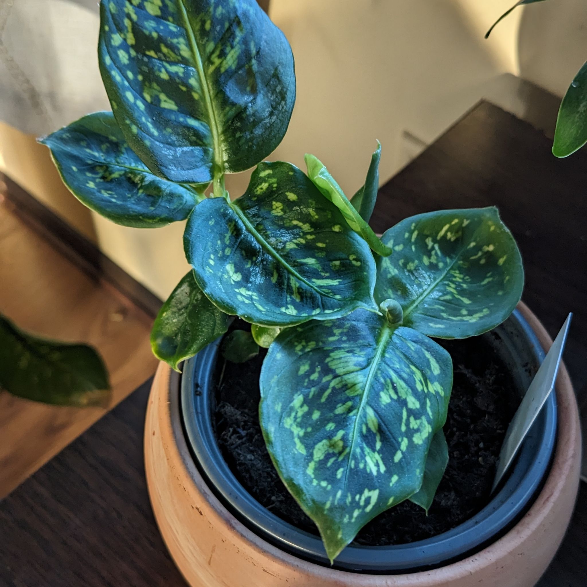 Dumb Cane 'Reflector' plant in a pot with green leaves and yellow speckles.