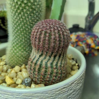 Arizona Rainbow Cactus plant in Somewhere on Earth
