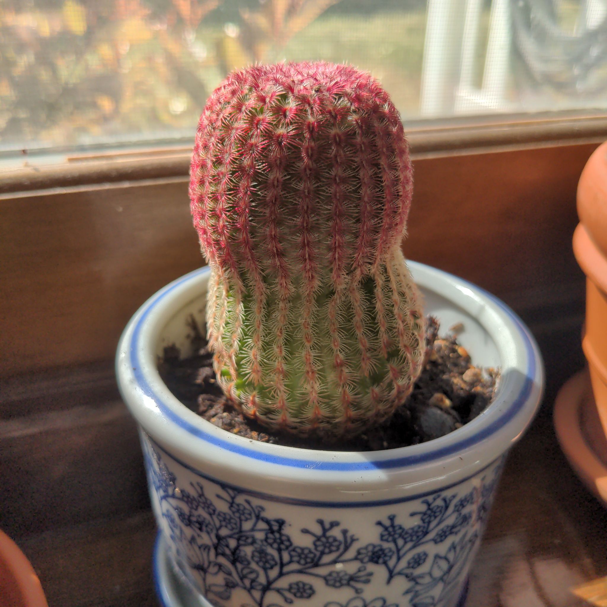 Photo of the plant species Arizona Rainbow Cactus by @FinlayQuinn83 named Petunia on Greg, the plant care app