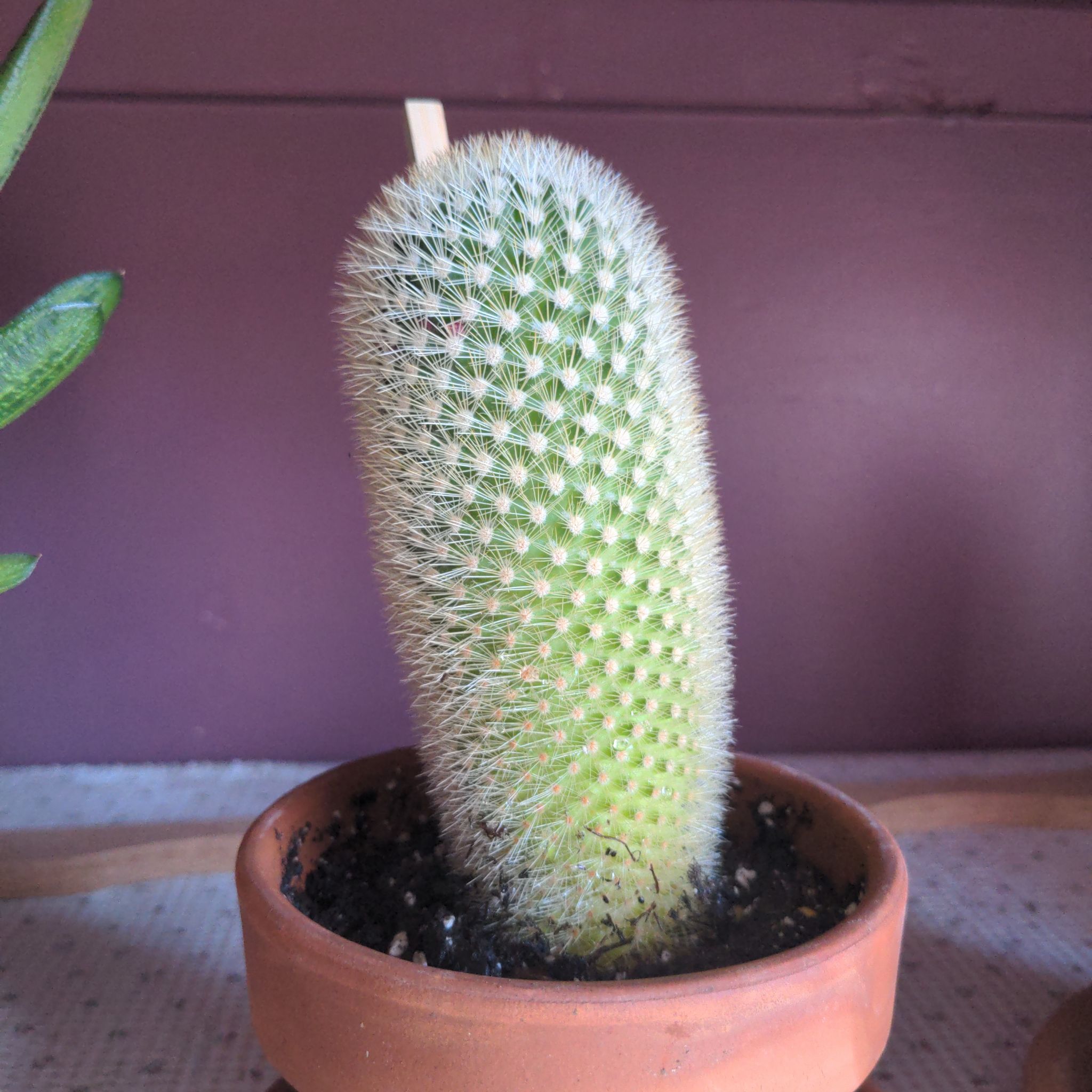 Photo of the plant species Spiny Pincushion Cactus by @FinlayQuinn83 named Heath on Greg, the plant care app