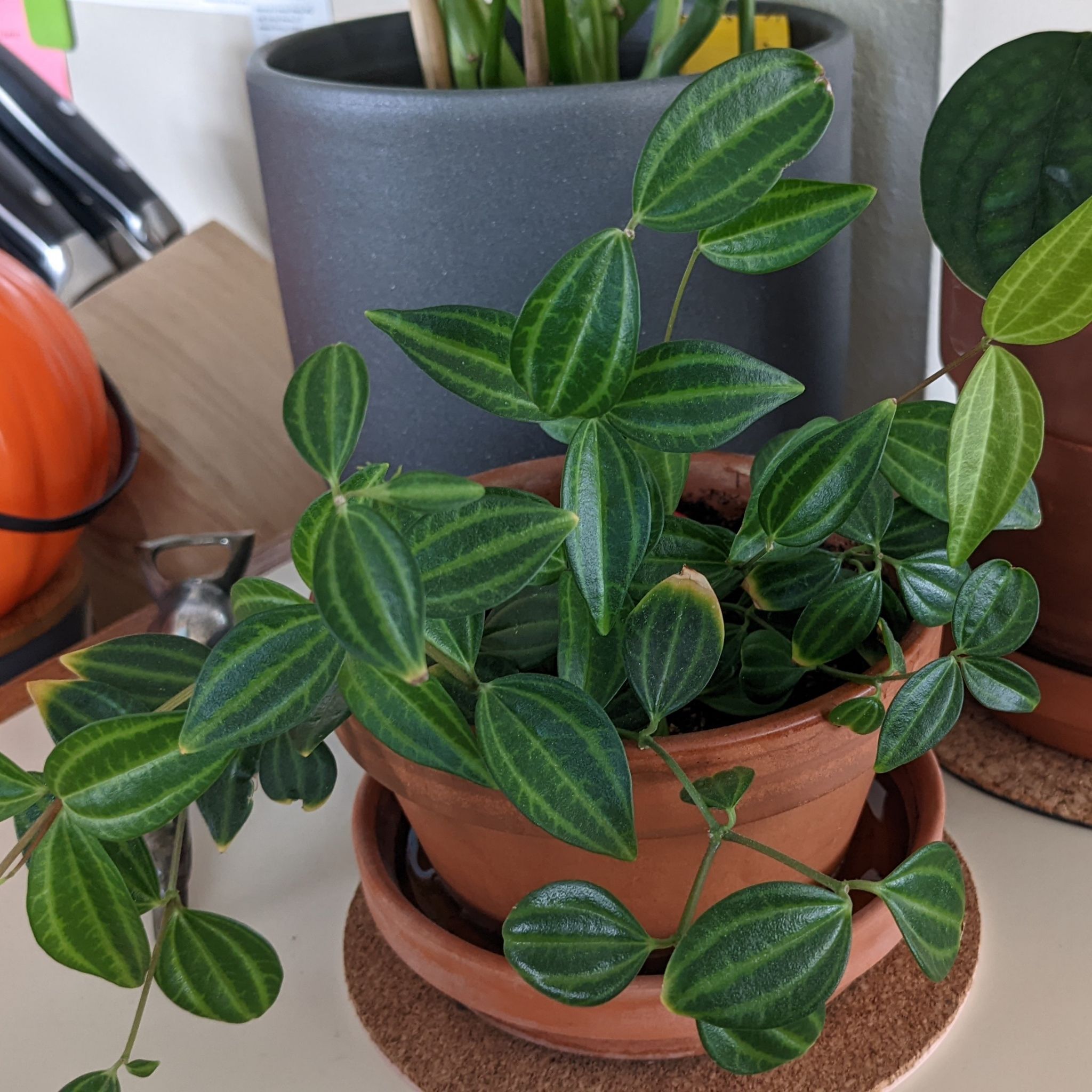 Healthy parallel peperomia plant in a terracotta pot with vibrant green leaves.