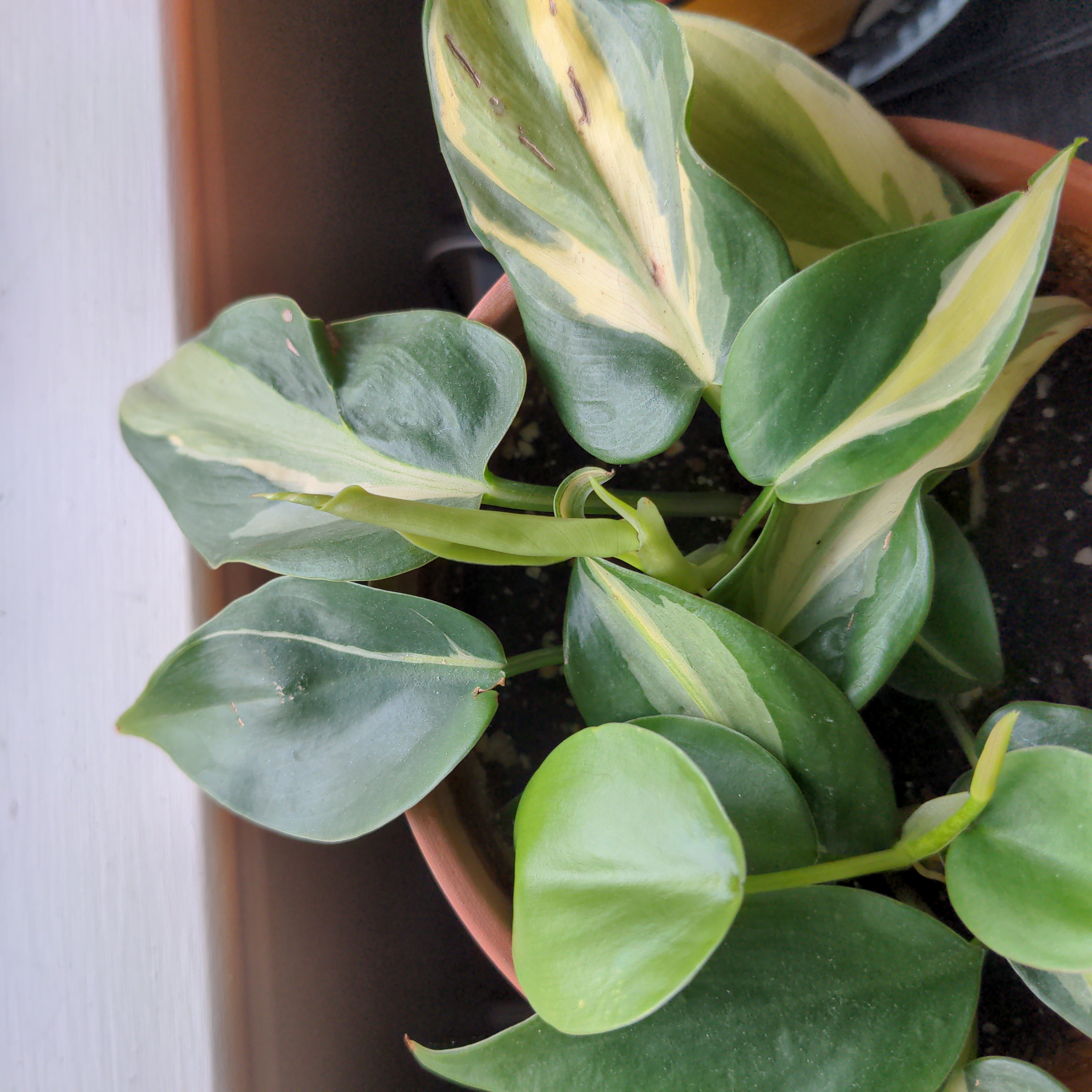 Philodendron 'Cream Splash' with variegated leaves in a pot, showing new growth.