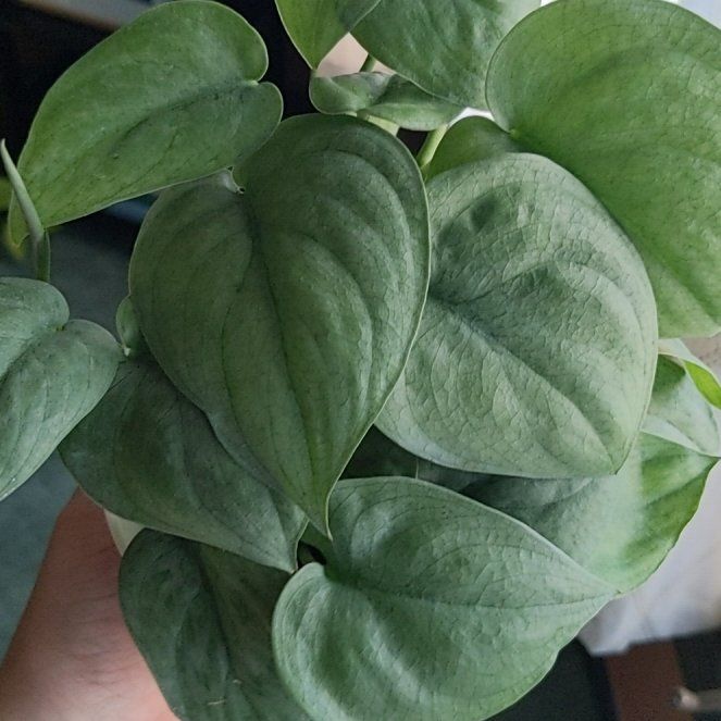 Photo of the plant species Platinum Satin Pothos by @FinlayQuinn83 named Lavender on Greg, the plant care app