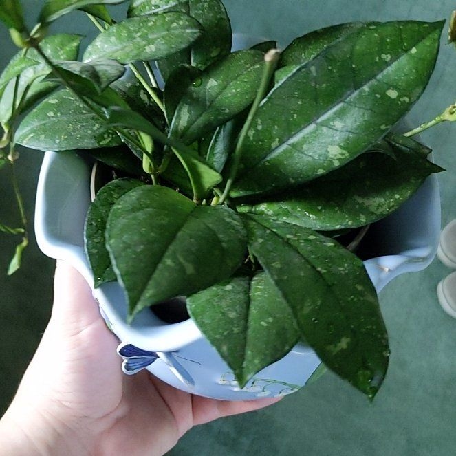 Photo of the plant species Hoya Crassipetiolata Splash by @FinlayQuinn83 named Clooney on Greg, the plant care app