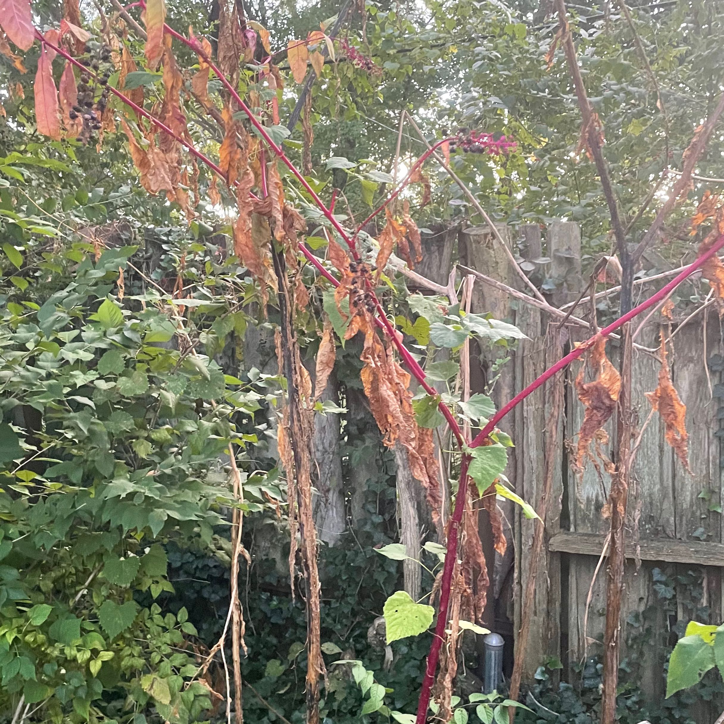 American Pokeweed plant with red stems and mostly brown, wilted leaves in front of a wooden fence.