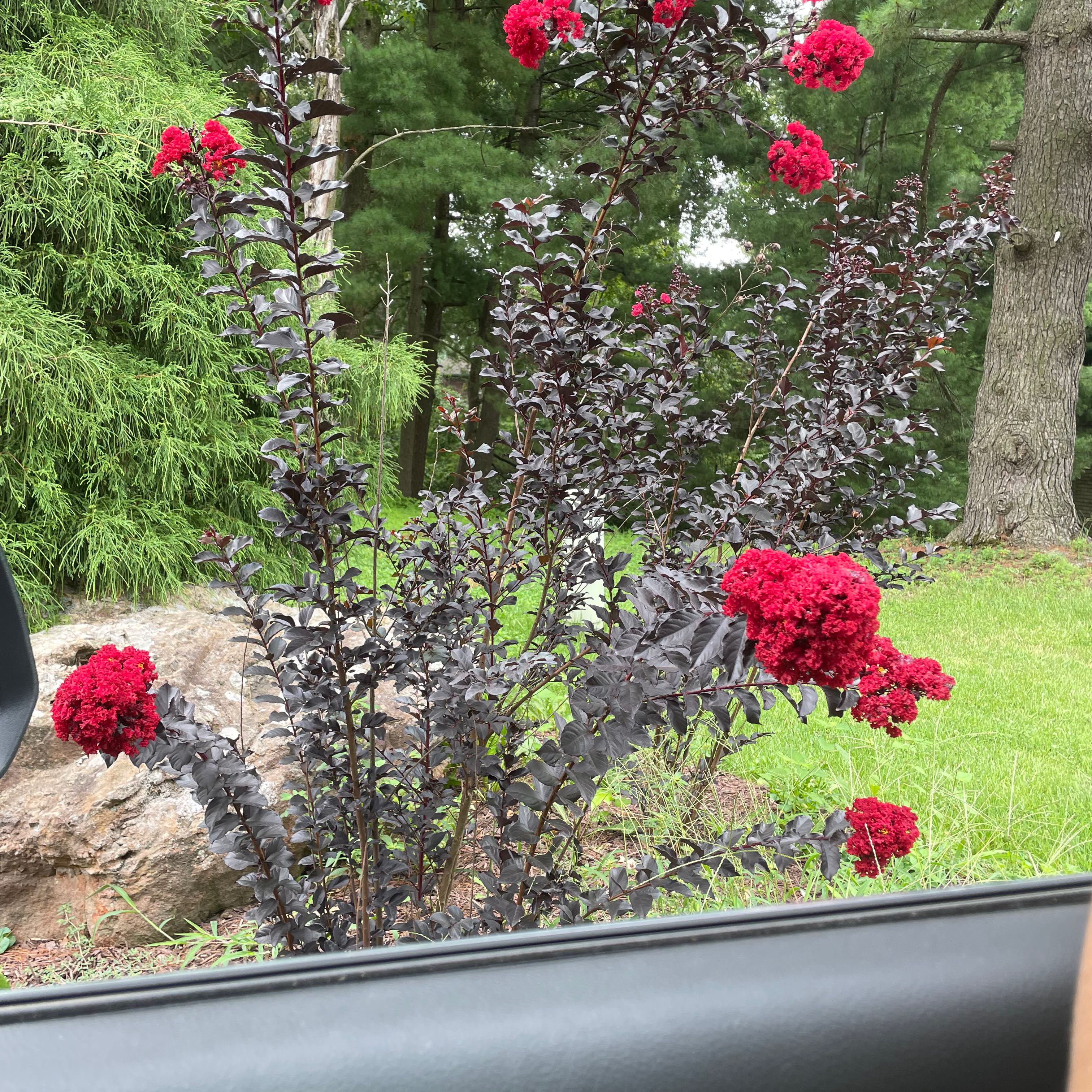A lush Cape Myrtle shrub in full bloom with vibrant red flowers, planted in a garden with surrounding grass and trees.