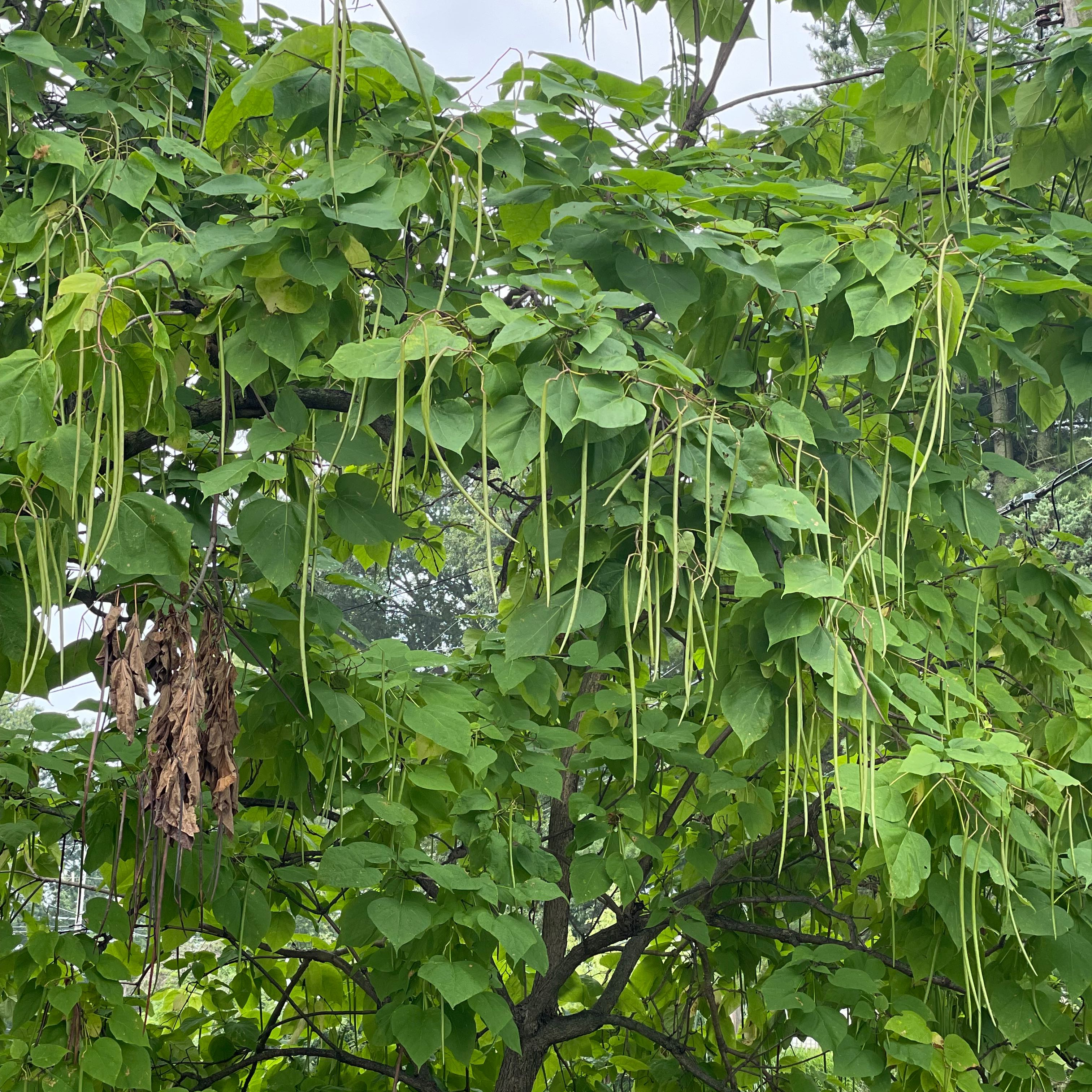 Tree Diddy | A plant by @ArticulateJade on Greg