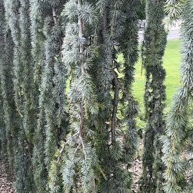 Photo of the plant species Atlas Cedar by @Kbrewer named Walt on Greg, the plant care app
