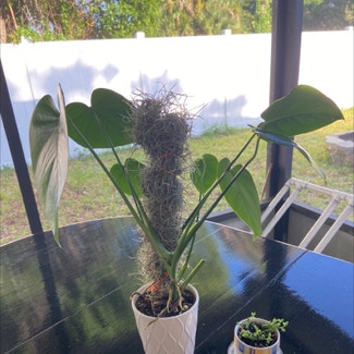 Monstera plant in New Smyrna Beach, Florida