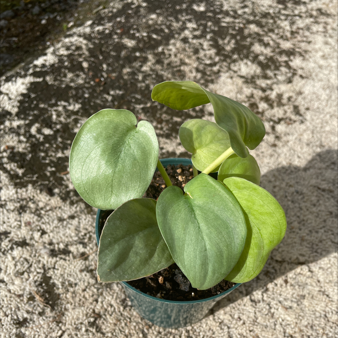 Scindapsus pictus 'Silver Hero' plant in a small pot with visible soil.