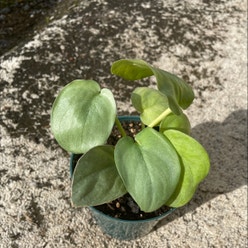 Scindapsus pictus 'Silver Hero' plant