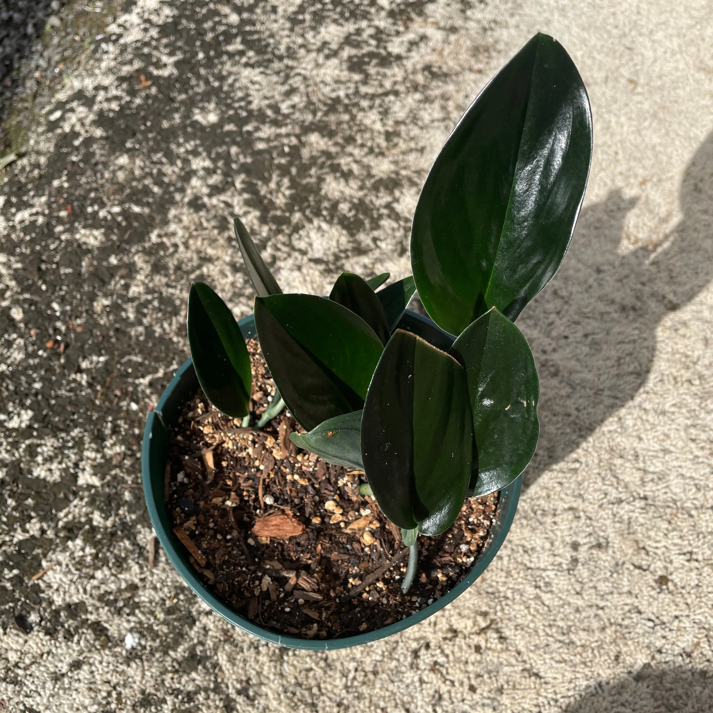 Scindapsus treubii 'Dark Form' plant with dark green, glossy leaves in a pot.