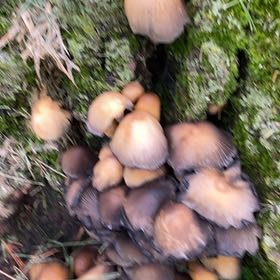 Photo of the plant species Noble Fir by @FancyLukiwan named Aria on Greg, the plant care app