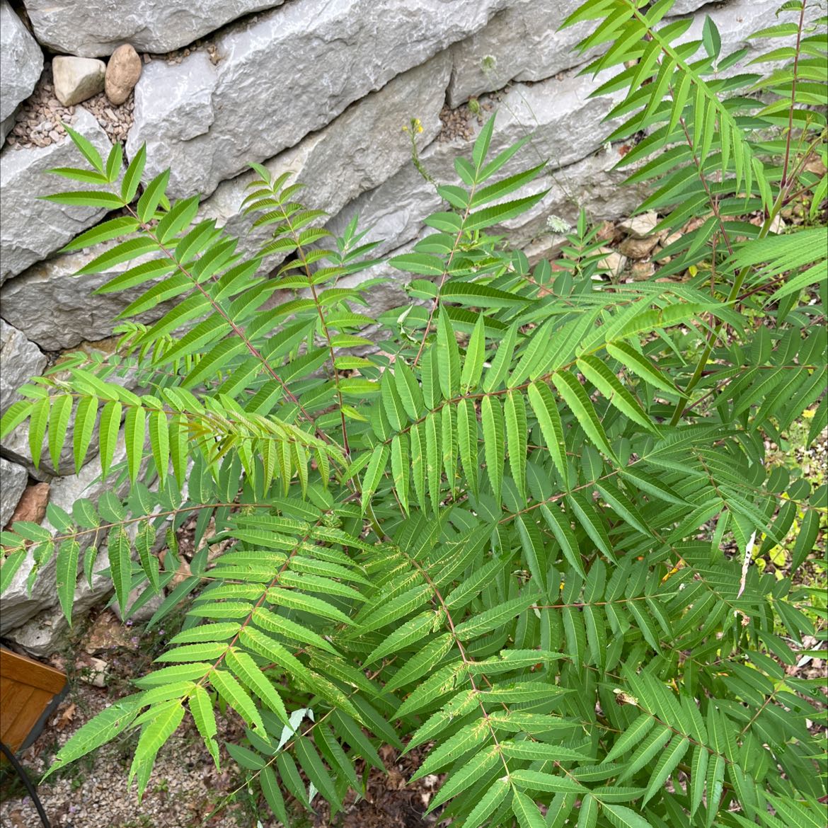 Healthy Staghorn Sumac plant with vibrant green compound leaves.
