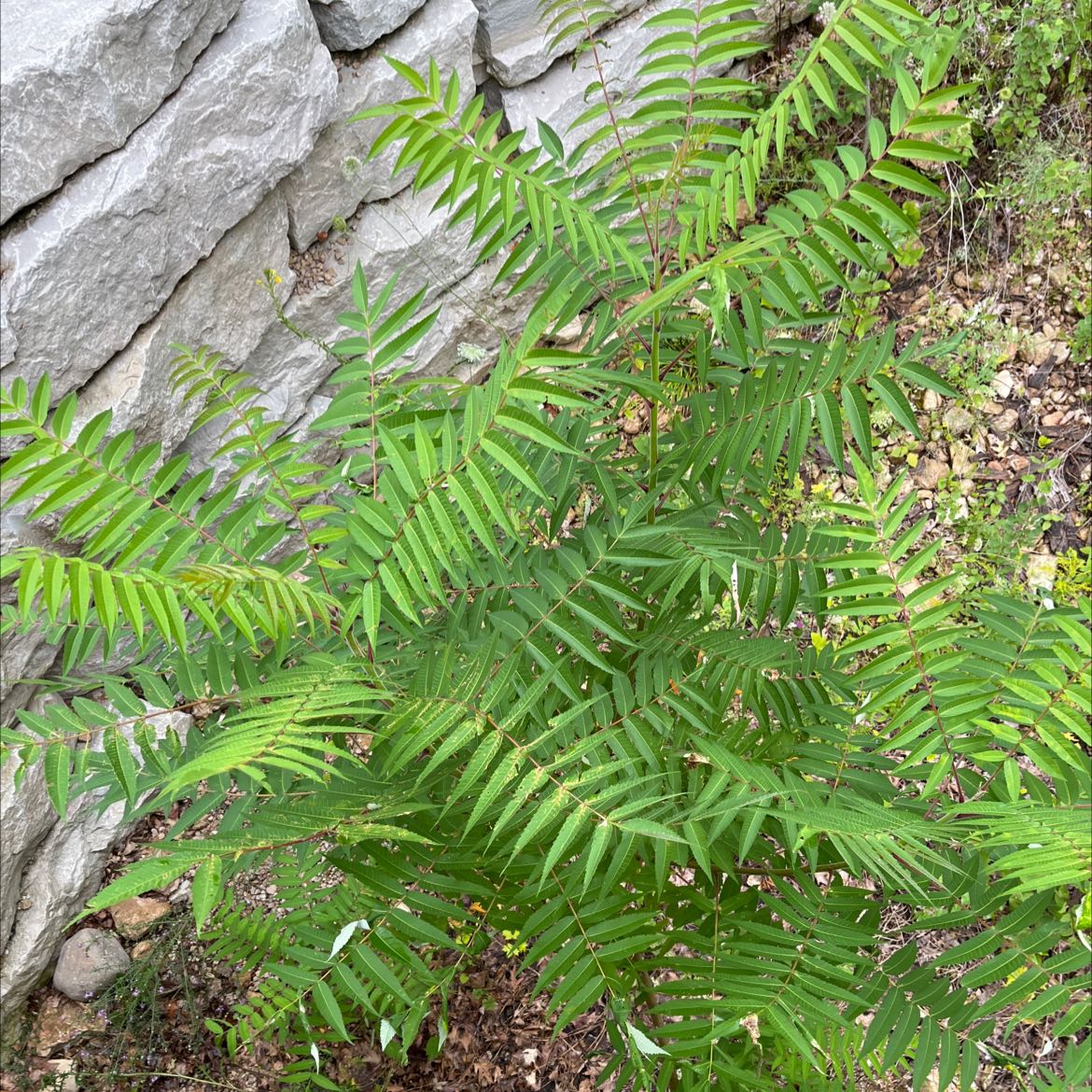 Healthy Staghorn Sumac plant with vibrant green leaves, well-framed and centered.