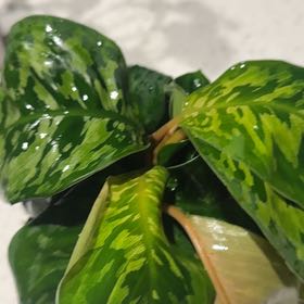 Photo of the plant species Homalomena 'Camouflage' by @Jrich226 named Homie on Greg, the plant care app