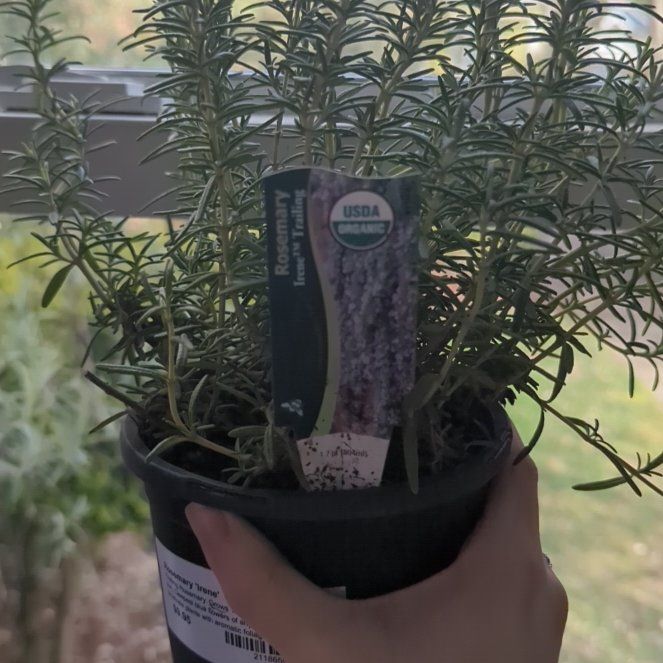 Photo of the plant species Irene Trailing Rosemary by @modavis2019 named Irene on Greg, the plant care app
