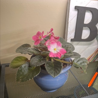 African Violet plant in Lombard, Illinois