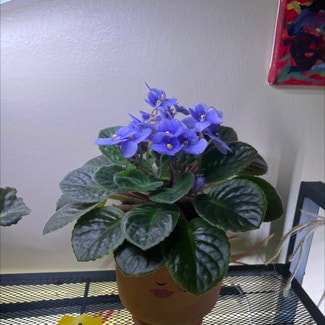 African Violet plant in Lombard, Illinois