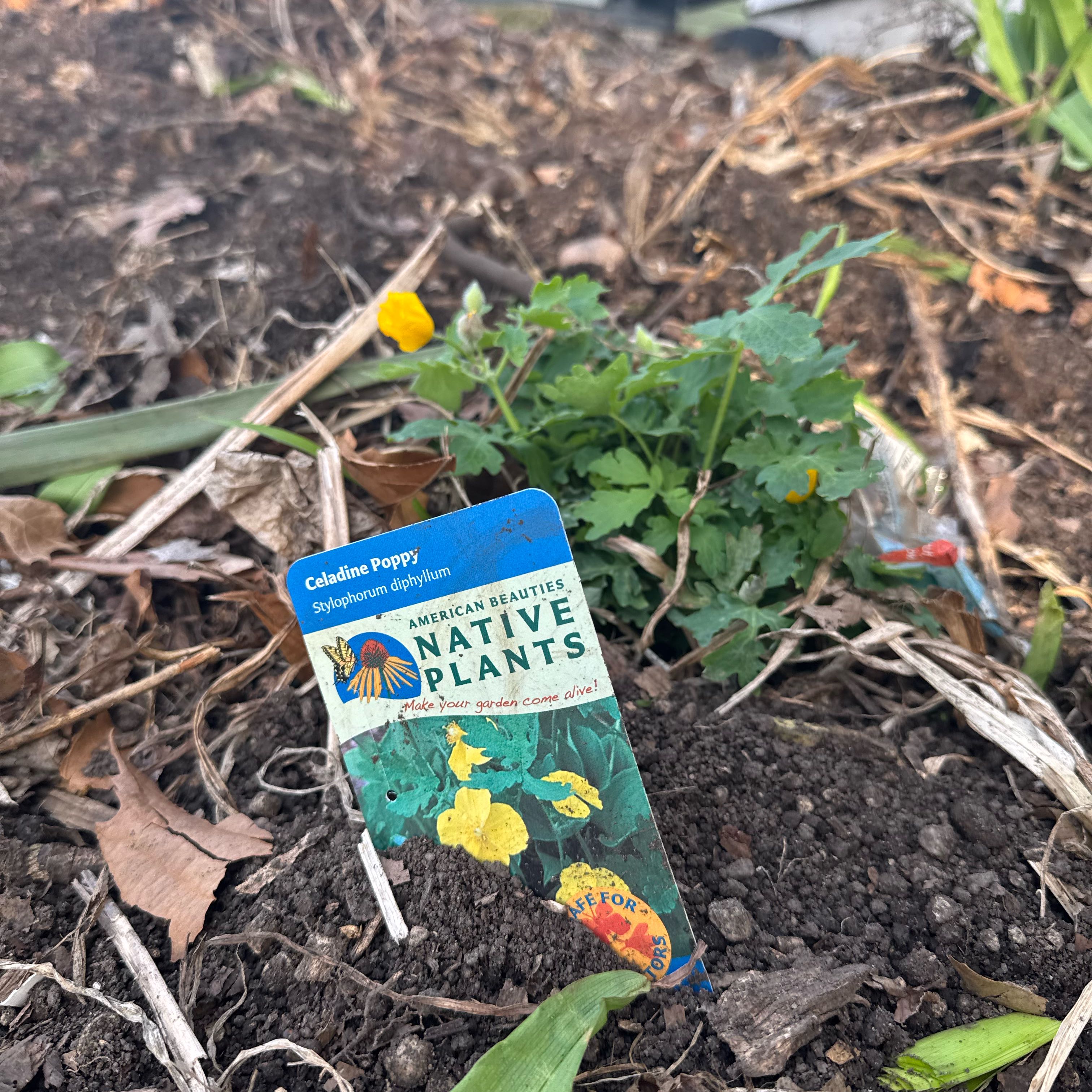 Photo of the plant species Celandine Poppy by @Treefairy named Stella on Greg, the plant care app