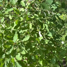Photo of the plant species Inkberry by @BuddingBoneset named Bodhi on Greg, the plant care app
