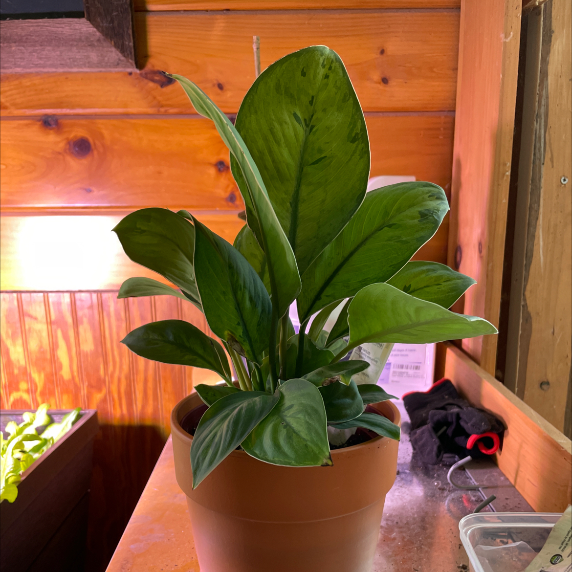 Homalomena 'Selby' plant in a pot indoors, healthy green leaves.