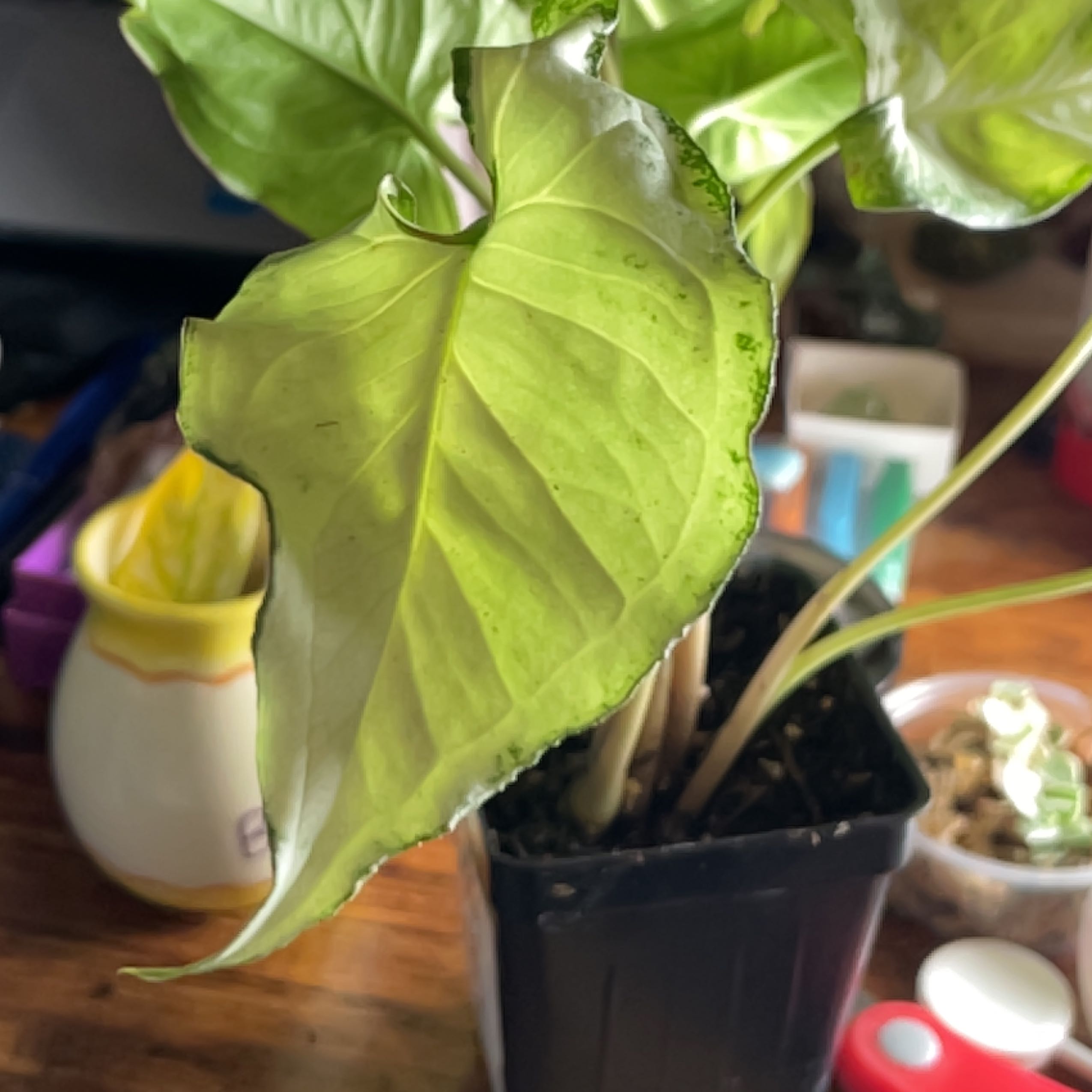 Syngonium 'Holly' plant in a black pot with some yellowing and browning leaves.