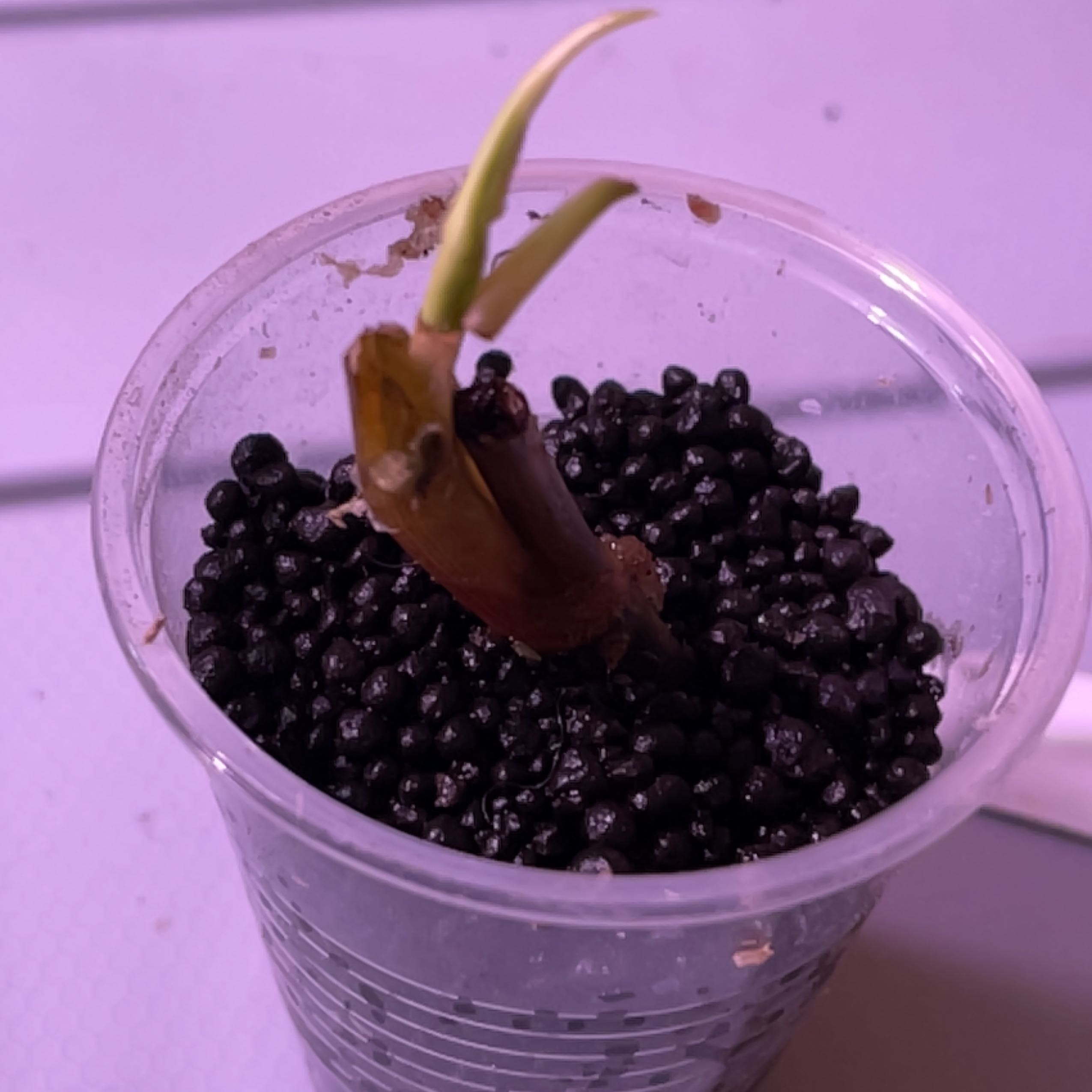 Photo of the plant species Pink Schott Syngonium by @AdkKelli named Pax on Greg, the plant care app