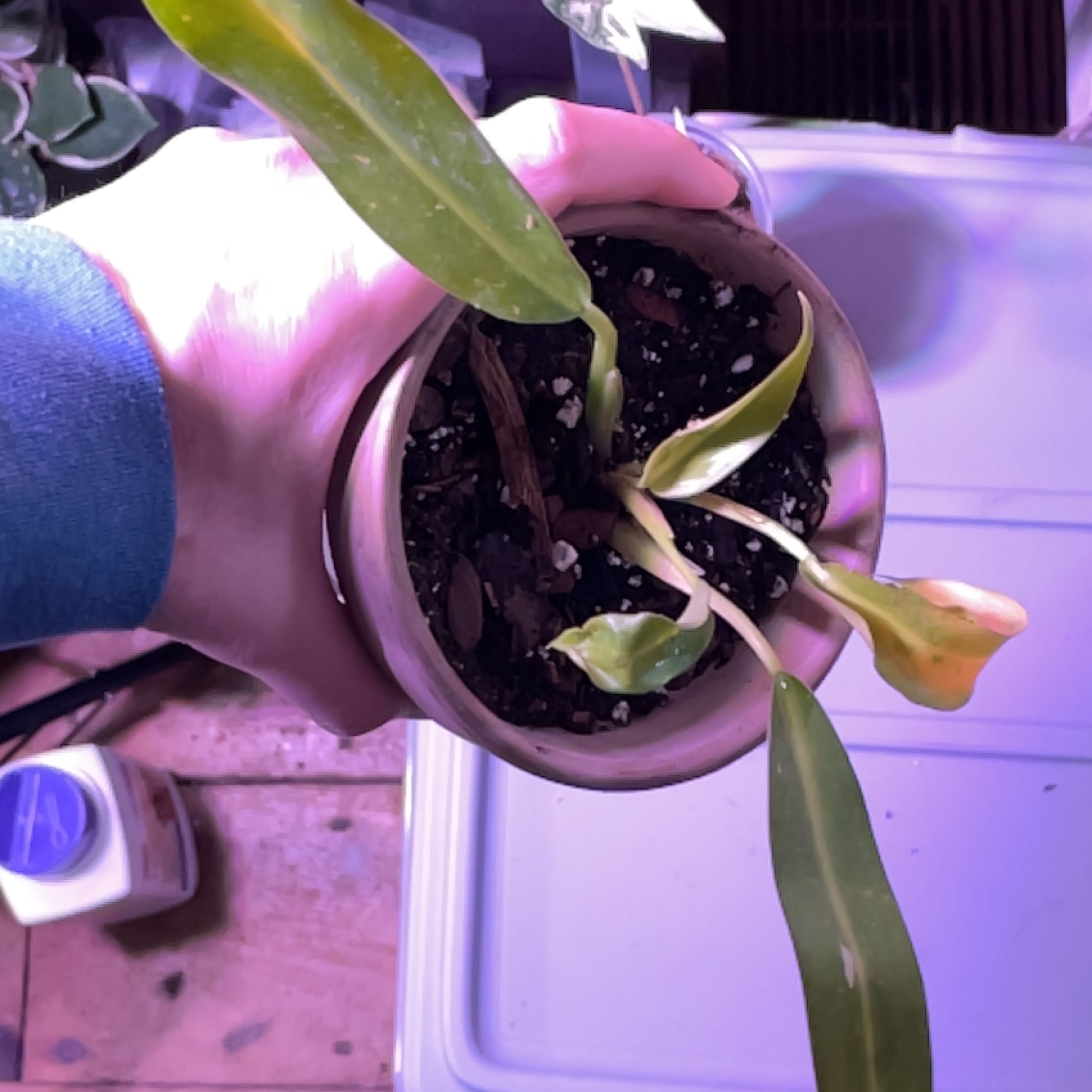 Photo of the plant species Philodendron 'Wend-imbe' by @AdkKelli named Gobi on Greg, the plant care app