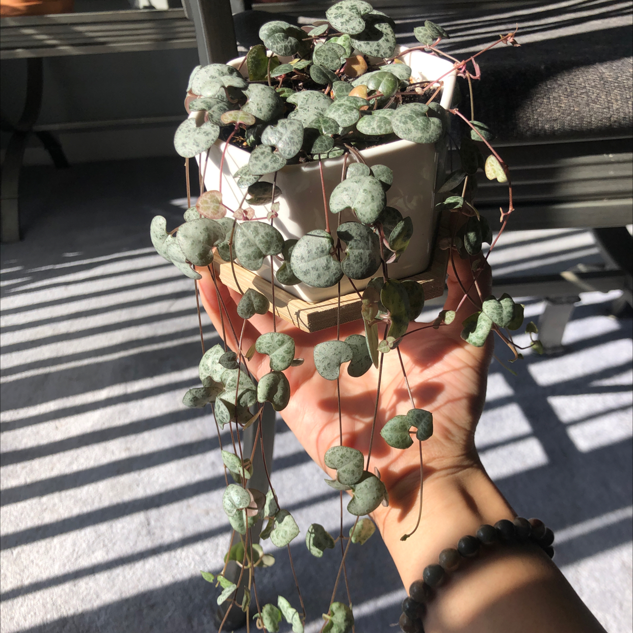 Photo of the plant species Chain of Hearts by @bittermulatto named raini✨ on Greg, the plant care app