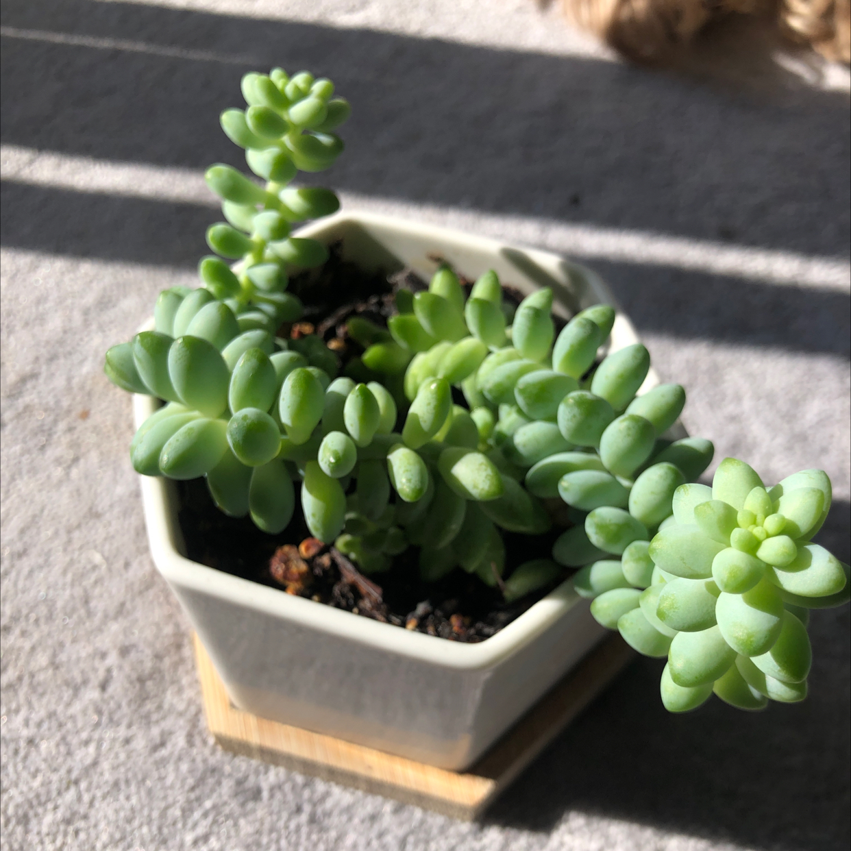 Healthy and thriving Burro's Tail succulent plant with plump, lime green trailing leaves in a small white hexagonal pot.