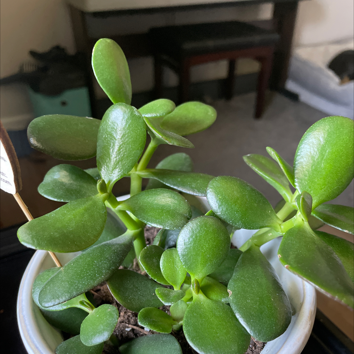 Jade