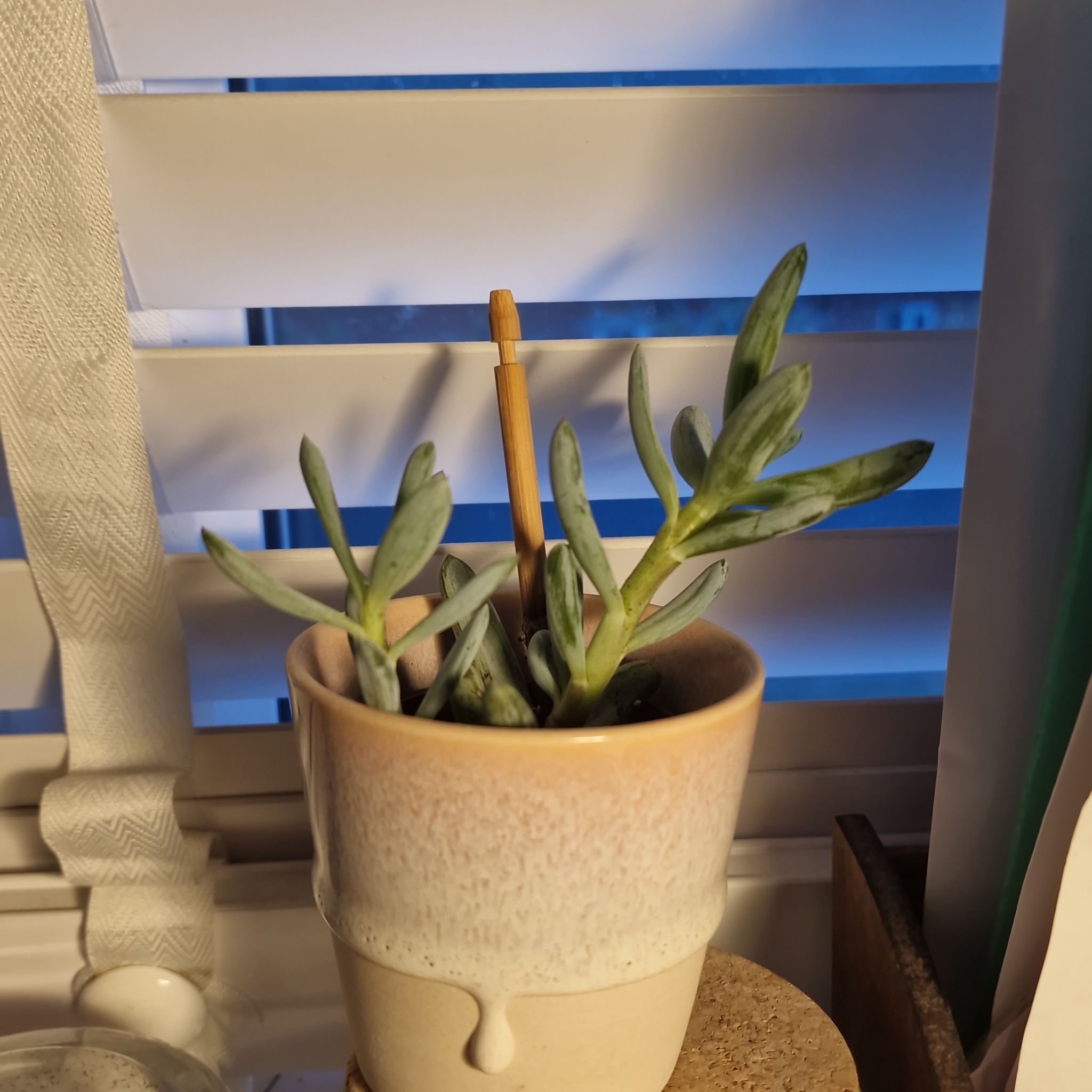 Photo of the plant species Blue Chalksticks by @HeartyRye named Remington on Greg, the plant care app