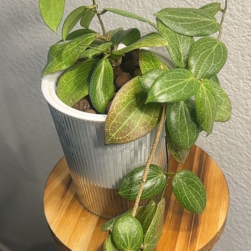 Photo of the plant species Hoya fitchii by @ElissaRae named Gomez on Greg, the plant care app