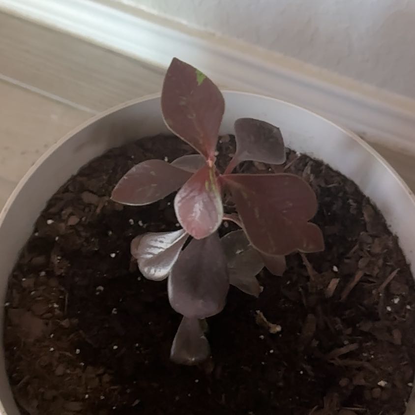 Photo of the plant species Euphorbia bicompacta by @Lomd83 named Apollo on Greg, the plant care app