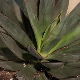 Photo of the plant species Coastal Agave by @Lomd83 named Treeyoncé on Greg, the plant care app