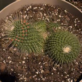 Photo of the plant species Mammillaria carnea by @Lomd83 named Naomi on Greg, the plant care app
