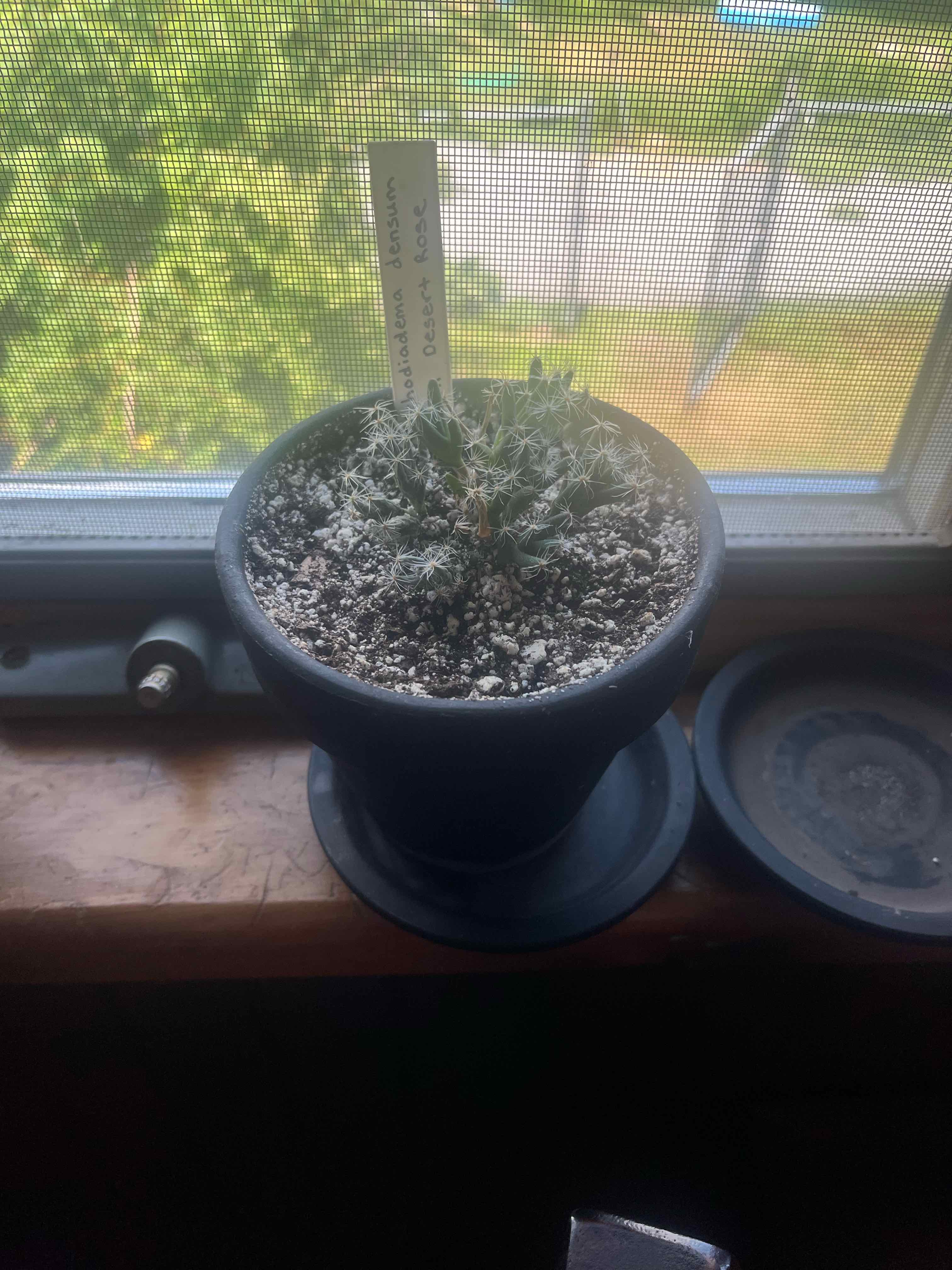 Miniature Desert Rose plant in a pot on a windowsill with visible soil.